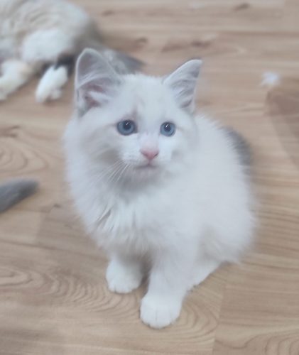 Zazu-kocurek-bicolour,,hodowla kotów dumka pl, kocięta neva masquerade, kocięta z rodowodem, kocięta syberyjskie, warszawa