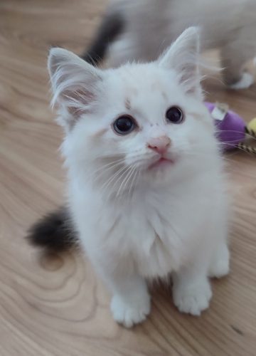 Zefir-2-Dumka-Pl, ,hodowla kotów dumka pl, kocięta neva masquerade, kocięta z rodowodem, kocięta syberyjskie, warszawa