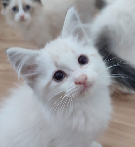 Zefir-2-kocieta-neva,,hodowla kotów dumka pl, kocięta neva masquerade, kocięta z rodowodem, kocięta syberyjskie, warszawa