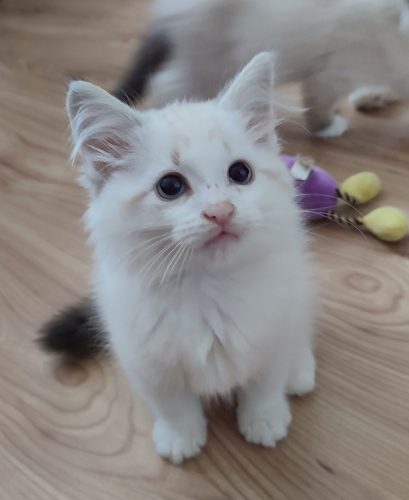 Zefir-Dumka-PL-2, ,hodowla kotów dumka pl, kocięta neva masquerade, kocięta z rodowodem, kocięta syberyjskie, warszawa