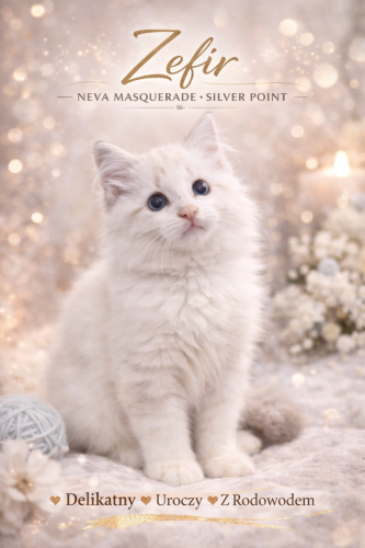 Zefir-Dumka-Pl-kocieta-neva-masquerade