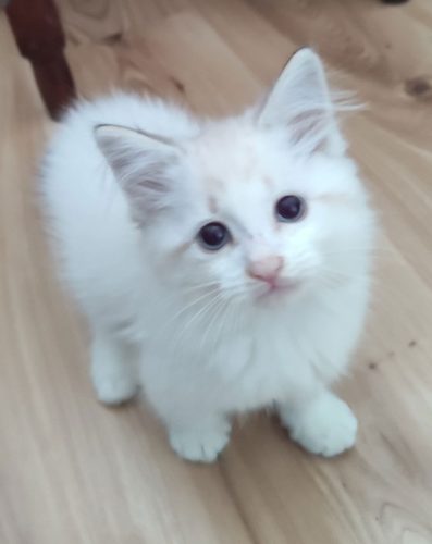 Zefir-Dumka-Pl, ,hodowla kotów dumka pl, kocięta neva masquerade, kocięta z rodowodem, kocięta syberyjskie, warszawa