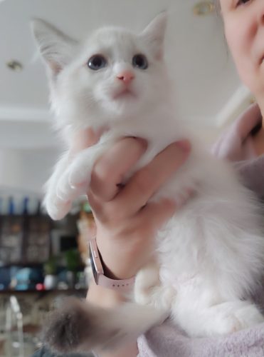 Zefir-II-Dumka-Pl, ,hodowla kotów dumka pl, kocięta neva masquerade, kocięta z rodowodem, kocięta syberyjskie, warszawa