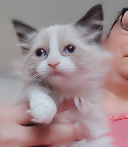 Zoe-Dumka-Pl-miot-Z, hodowla kotów dumka pl, kocięta neva masquerade, kocięta z rodowodem