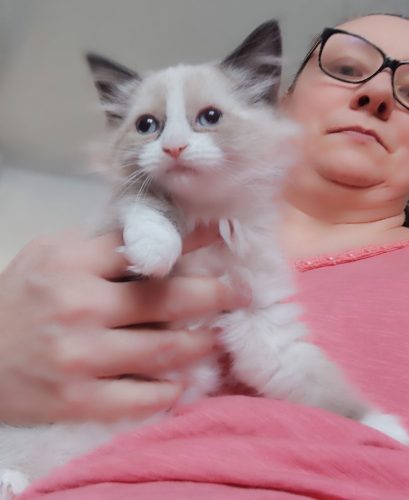 Zoe-NEM-kotka ,hodowla kotów dumka pl, kocięta neva masquerade, kocięta z rodowodem, kocięta syberyjskie, warszawa