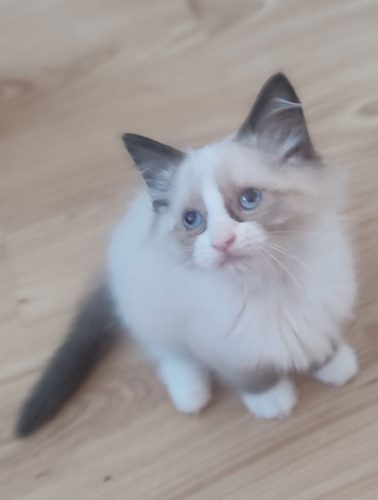 Zoe-dumka-pl ,hodowla kotów dumka pl, kocięta neva masquerade, kocięta z rodowodem, kocięta syberyjskie, warszawa