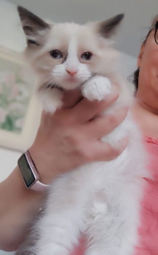 Zoe-kotka-neva-masquerade,hodowla kotów dumka pl, kocięta neva masquerade, kocięta z rodowodem, kocięta syberyjskie, warszawa