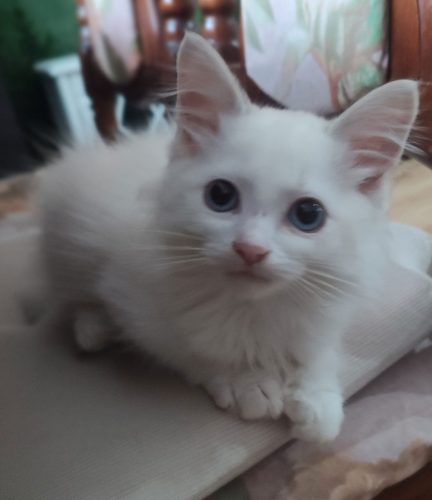 Zotan-kocieta-syberyjskie