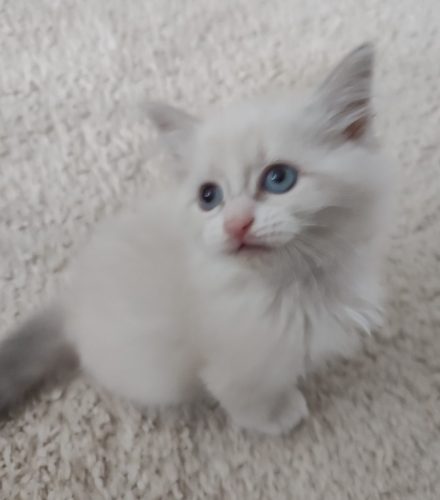 Zoya-Dumka-PL-miot-Z,hodowla kotów dumka pl, kocięta neva masquerade, kocięta z rodowodem, kocięta syberyjskie, warszawa