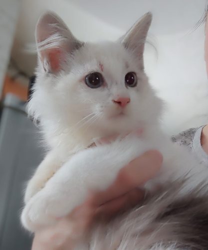 Zuri-Dumka-Pl-kocieta-neva-masquerade