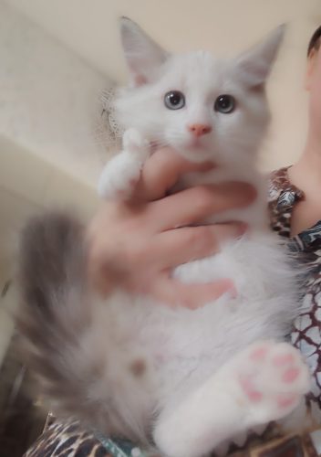 Zuri-Dumka-Pl, ,hodowla kotów dumka pl, kocięta neva masquerade, kocięta z rodowodem, kocięta syberyjskie, warszawa