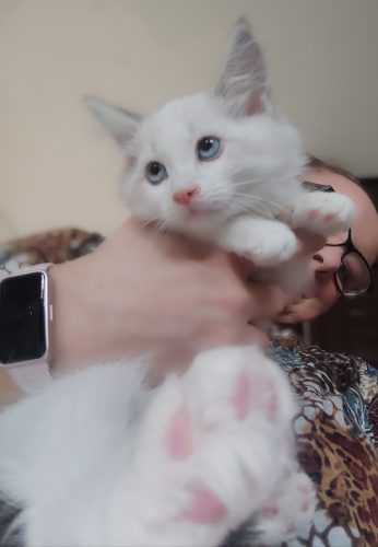 Zuri-Zuri, ,hodowla kotów dumka pl, kocięta neva masquerade, kocięta z rodowodem, kocięta syberyjskie, warszawa