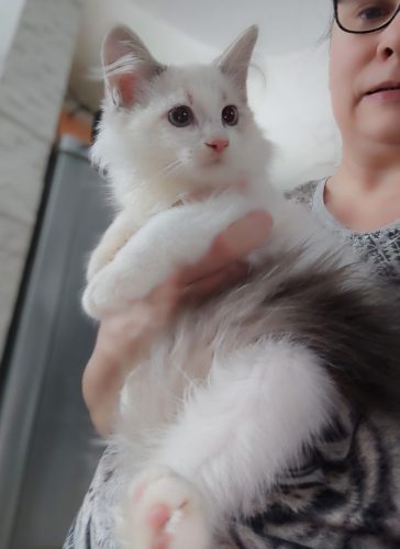 Zuri-cudowny-kocurek-neva