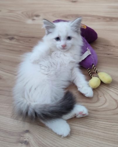 Zuri-kocieta-z-rodowodem, ,hodowla kotów dumka pl, kocięta neva masquerade, kocięta z rodowodem, kocięta syberyjskie, warszawa