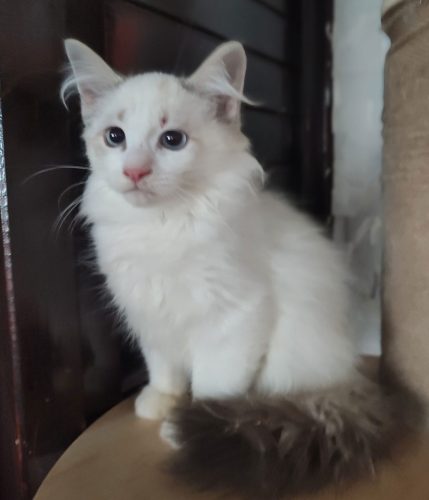 Zuri-kocurek-neva-masquerade