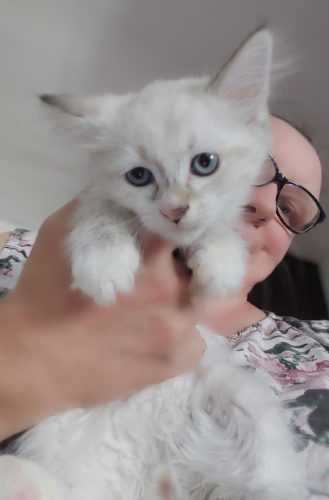 kocieta-neva-masquerade-Winner