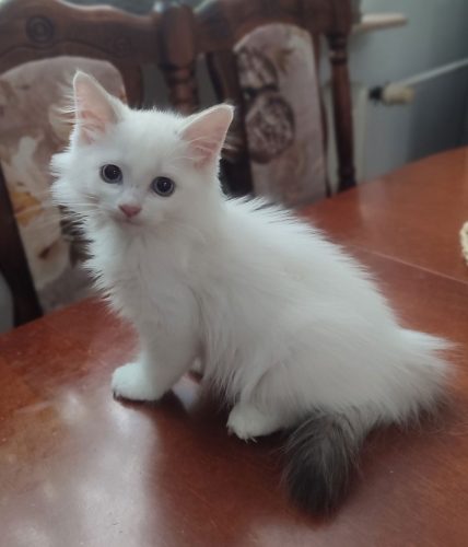 kocieta-neva-masquerade-Zotan