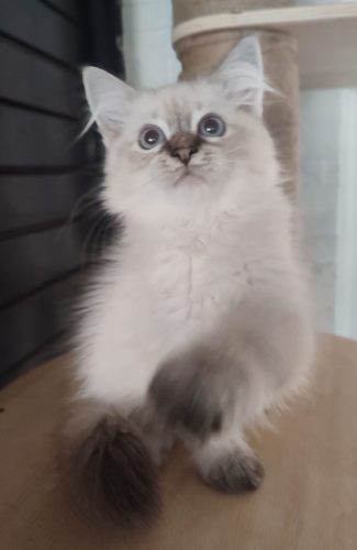 kocieta-neva-masquerade-z-rodowodem-FIFE